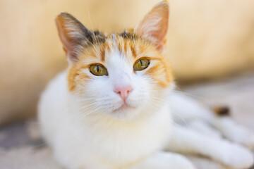 Close-up of calico cat resting on stone surface in soft natural light. Domestic pet, calm...
