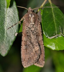Pearly underwing moth Peridroma saucia insect leaf nature Springtime pest control.
