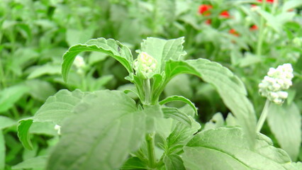 Macro Shots of some really nice brightly blooming flowers