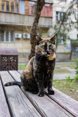 Tortoiseshell cat sitting on a wooden bench in a residential courtyard and looking at the camera