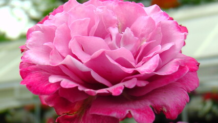 Macro Shots of some really nice brightly blooming flowers