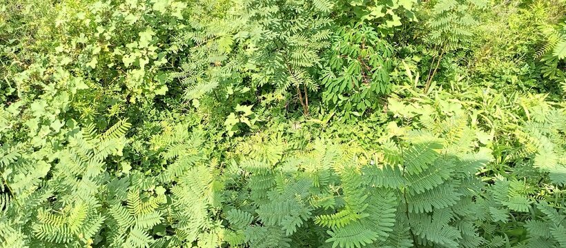 Lush Green Weeds and Ferns in Tropical Indonesia
