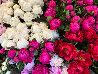 Flower shop. Beautiful pink and white peonies. Close-up.
