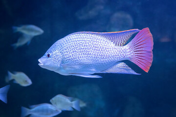 Beautiful Fish oreochromis in aquarium close up.