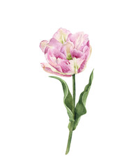 Hand drawn watercolor illustration of pink tulip with leaves on white background. Perfect for cards, wedding invitations.