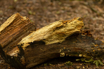 The split wood log, showcasing its intricate texture and natural grain pattern, is resting on the forest ground, beautifully surrounded by various forms of natural debris and elements