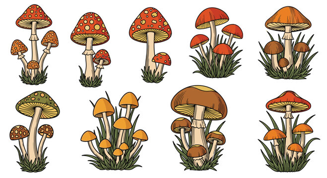 A Guide to Identifying Wild Mushrooms Exploring Edible and Poisonous Varieties Found in Forests