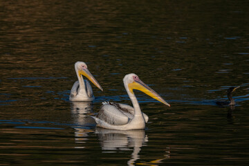 A pair of pelicans floating in the water. Great White Pelican,