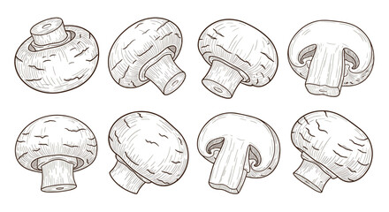 Detailed Mushroom Vector Illustration for Edible Fungi Identification and Mycological Study Project