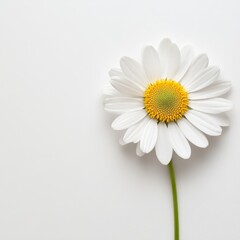 Single Daisy Minimalist Composition White Flower on White Background, Floral Photography, Botanical Image Daisy, Minimalism