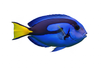 A vibrant blue and yellow fish, isolated on transparent background