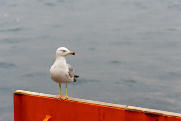 A seagull sits on the shore of the Bosphorus Strait