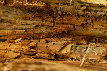 This is a detailed view that showcases numerous ants actively foraging on a wooden surface,...