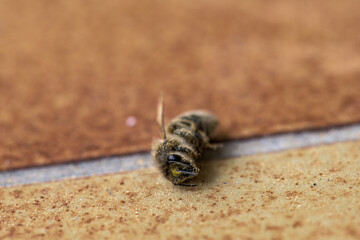 A dead bee is dealt with on a textured surface of material in different shades. The setting is well...