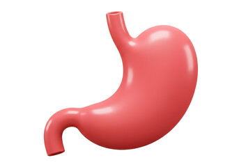 A smooth coralpink stomach, isolated on transparent background