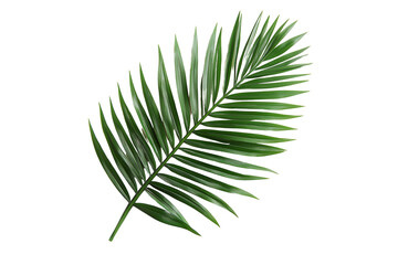 Fototapeta premium tropical green palm leaf on transparent background