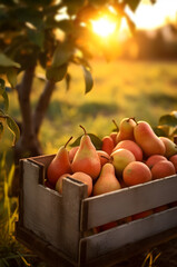 Orange pears harvested in a wooden box in an orchard with sunset. Natural organic fruit abundance. Agriculture, healthy and natural food concept. Vertical composition.