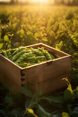 Green peas and pods harvested in a wooden box with field and sunset in the background. Natural organic fruit abundance. Agriculture, healthy and natural food concept. Vertical composition.