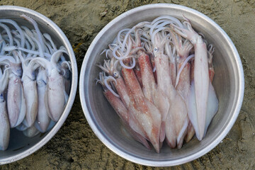 Freshly caught squid in metal bowls on sandy ground, ready for market at Vietnamese coastal village