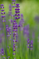 Beautiful close-up of lavandula angustifolia