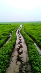 Obraz premium Muddy track through verdant paddy field, rainy day