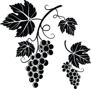 Black grapes vector illustration of a sweet fruit bunch on a vine with green leaves, perfect for food and wine designs