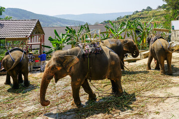Elephants with riding saddles stand in a resting area near mountains in a tropical setting