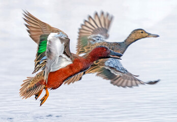 A Cinnamon Teal Duck couple excitedly take flight above a light colored pond in early Springtime.