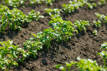 Young Potato Plants Growing in Fertile Soil on Farm Field – Agriculture, Organic Food, Rural Farming