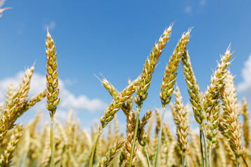 Closeup of Golden Wheat Ears on Field with Blue Sky – Agriculture, Harvest, Farming, Organic Crop...