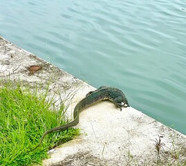 Tajlandia jaszczur woda tropiki Azja © Anna