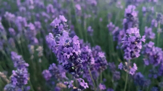 lavender field provence france
