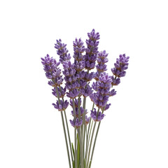 Obraz premium Purple lavender sprigs bouquet isolated on transparent background