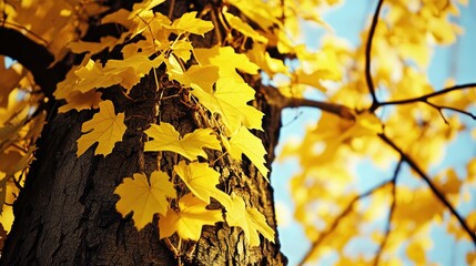 Vibrant Yellow Autumn Leaves on a Tree Trunk Against a Blue Sky