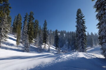 A serene winter landscape features tall evergreen trees covered in snow, with a clear blue sky overhead creating a tranquil atmosphere during daylight hours