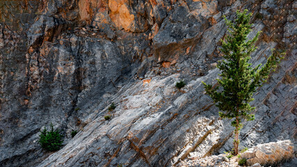A distant mountain deer standing against a rocky cliff in a natural alpine environment.