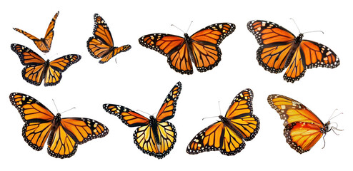 PNG Vibrant Monarch Butterflies Fluttering