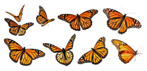 PNG Vibrant monarch butterflies fluttering, element set on transparent background