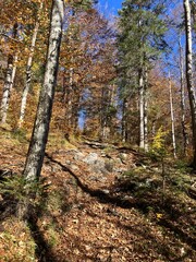 Schöner Herbsttag in den Wäldern von Mittenwald in den Bayerischen Alpen	