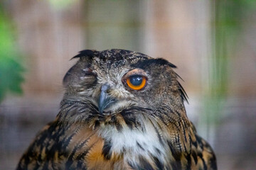 Close-up Portrait of Majestic Owl with Bright Orange Eye and Detailed Feather Patterns