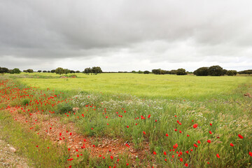 Green meadow with Quercus Ilex trees and poppies under cloudy sky in Castilla La Mancha region