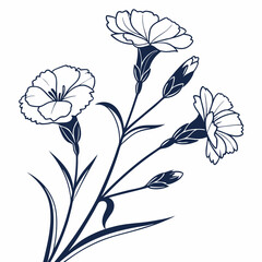 vector illustration of white dianthus flowers