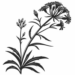 black and white false goat’s beards