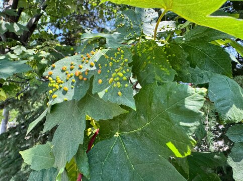 Close-up of Acer pseudoplatanus leaves affected by Vasates quadripedes, showing characteristic gall formations caused by the mite. A detailed view of leaf damage in an urban park setting.