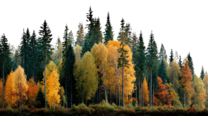 Autumn forest landscape nature vibrant trees scenic tranquil environment cut out png