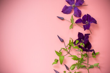 Blooming purple clematis on pink background