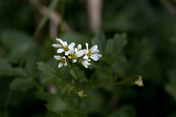 Flowers of Cardamine amara