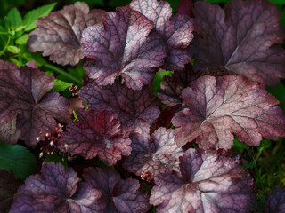 Heuchera ( Latin- Heuchera ) is a genus of perennial herbaceous plants of the Saxifrage family