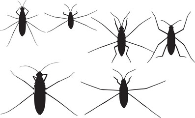 Water Strider Silhouettes