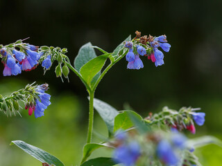 Comfrey ( Latin- Symphytum ) is a genus of perennial forest herbaceous plants of the Boraginaceae...